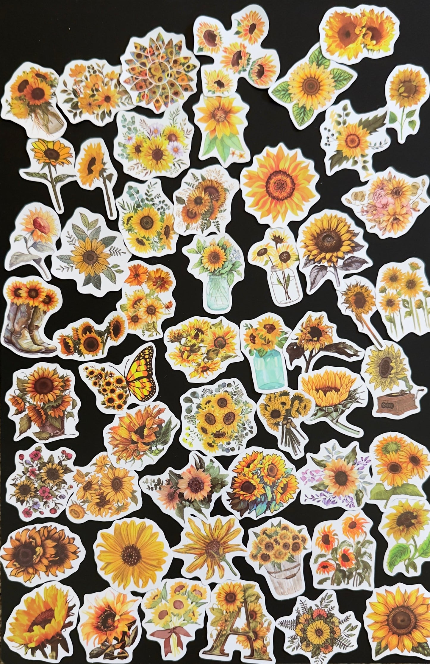 50+pcs Sunflowers