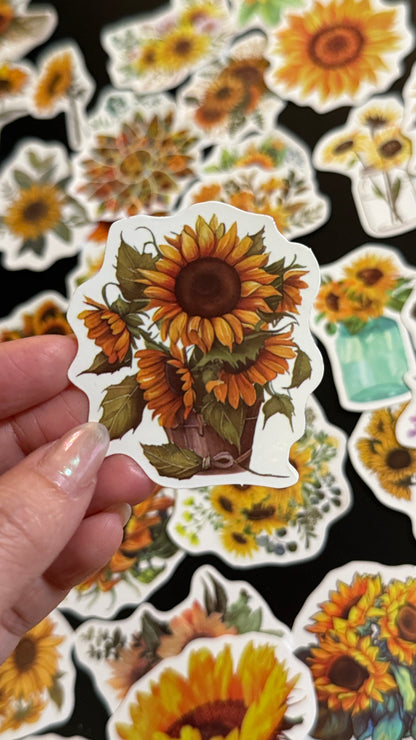 50+pcs Sunflowers