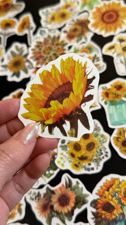 50+pcs Sunflowers