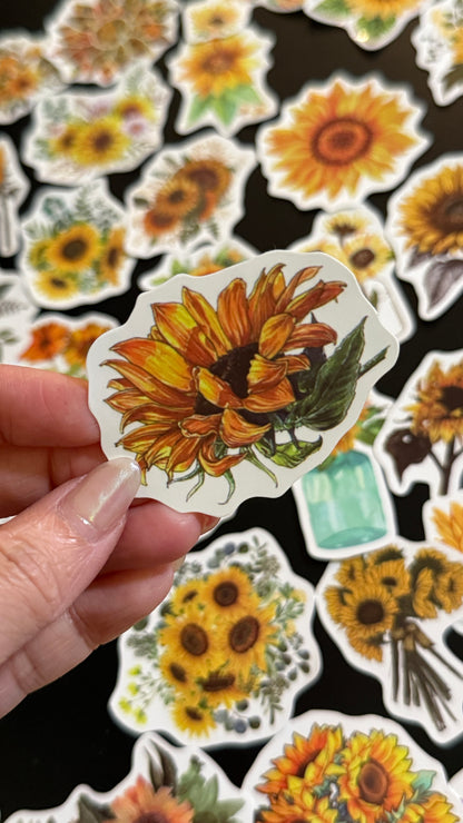 50+pcs Sunflowers